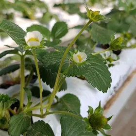 İsgar gerek doly okan