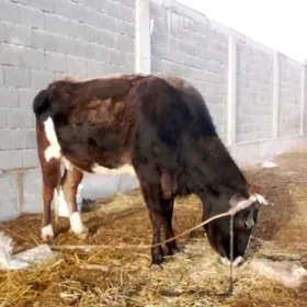 Şygyr Tüwe Boğaz we Tüweler