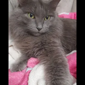 Пропала кошка.