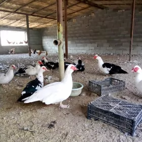 Towuklar Induslar we Indautga