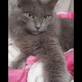 Пропала кошка.