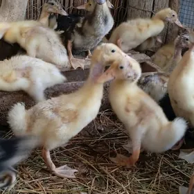 Ýaşylbaş ördek jüýje