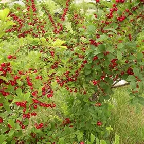 Karlik ulje (Карликовая вишня)