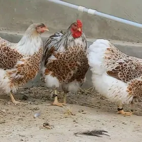 Wiandot towugyn yumurtgasy