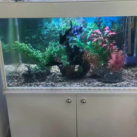 Аквариум Akwarium