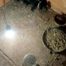 Juyje parodny Ayam semani