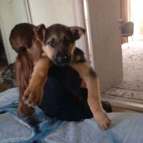 щенок немецкой овчарки