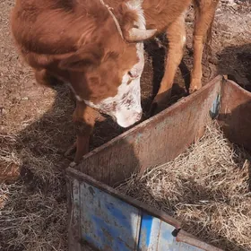 Gysyr ,,sygyr 1 dogan