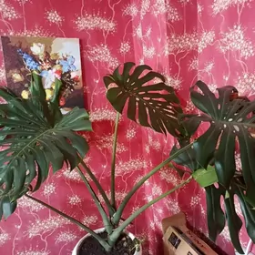 МОНСТЕРА ДЕЛИКАТЕСНАЯ