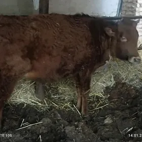 unajyn  samyz soyadyron