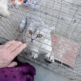 шотландский шиншилла