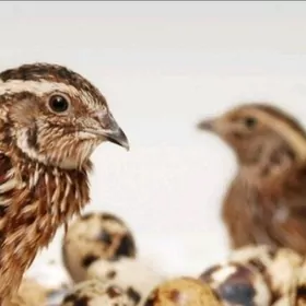 BEDENE ARASSA SOYULGY