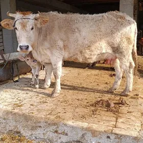 arginal tohum goleli sygyr