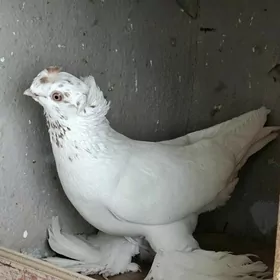 Двух чубы Гулбадам