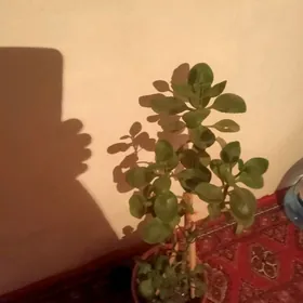 денежное растение