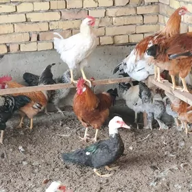 satlyk horaz - ordek