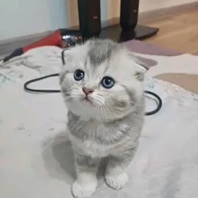 shotlandskie vislouhie koshki