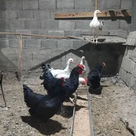 домашние животные