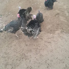 индюк  индаутка