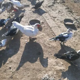 indautga ördek jüje