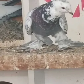 капдери чил келле ак