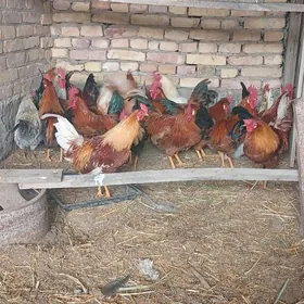 Mesny towuk harazlar