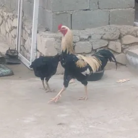 бухарский товук