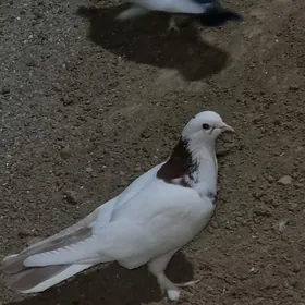 бакин бойны гуйрыгы гызыл