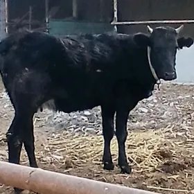 ÇORNY PİÝOSTYR B0G0Z TÜWE