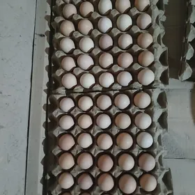 inkubator üçin towuk ýumurtga