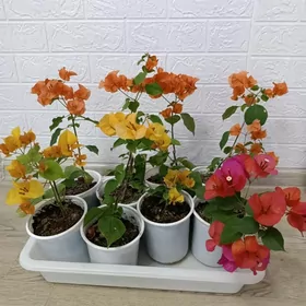 БУГЕНВИЛЛИЯ