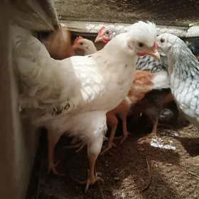 Towuk paroda arginal