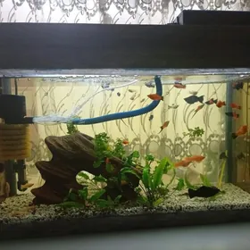 Balykly akwarium