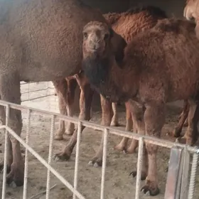 кошекли дуйе