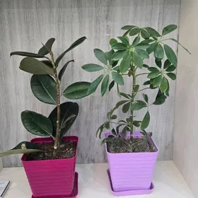 комнатные растение