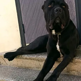 Щенки Кане Корсо