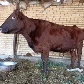 саглык сыгыр