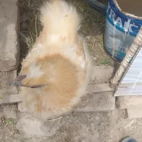 Karlik towuk horazy towsan tuy