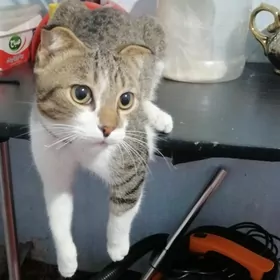 Нужен хозяин