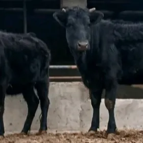 ÇORNY PIÝOSTYR B0G0Z TÜWELER