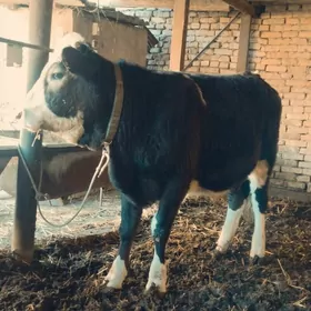 Сментал унажин