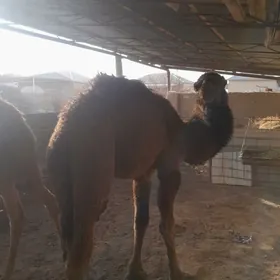 torum  gowy ikisem  şol  baha