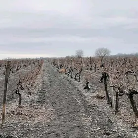 Ekin uzum malar виногрд gektar