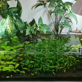 Аквариум 100л