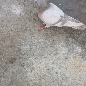 kepderi кепдери