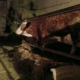 сментал окуз