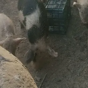 6-7 aylyk yaş donuzlar