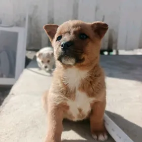 щенки звоночки