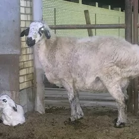 guzuly türkmen goýunlar