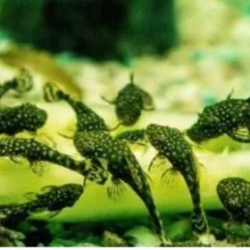 Анцитрусы мальки